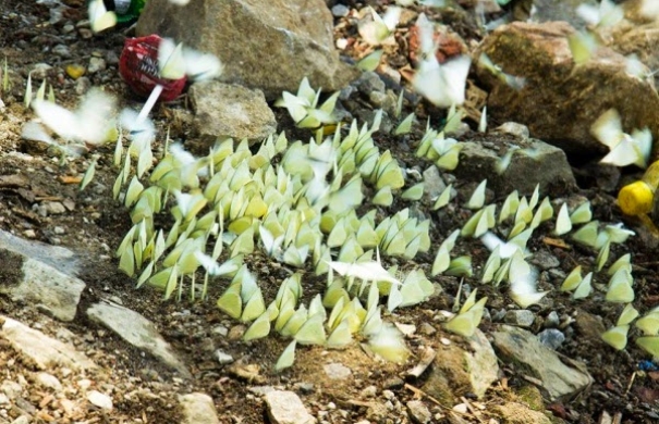 Hồ Vực Tra - Điểm sống ảo cực chill ít ai biết tại Quảng Bình