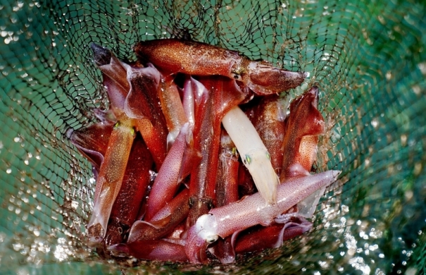 Mực nhảy Quảng Bình – Món ngon khó cưỡng của vùng biển gió Lào cát trắng