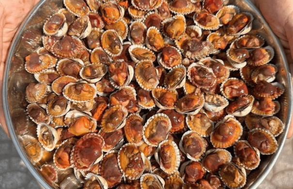 Đặc sản tiến vua Sò huyết sông Roòn Quảng Bình có gì đặc biệt?