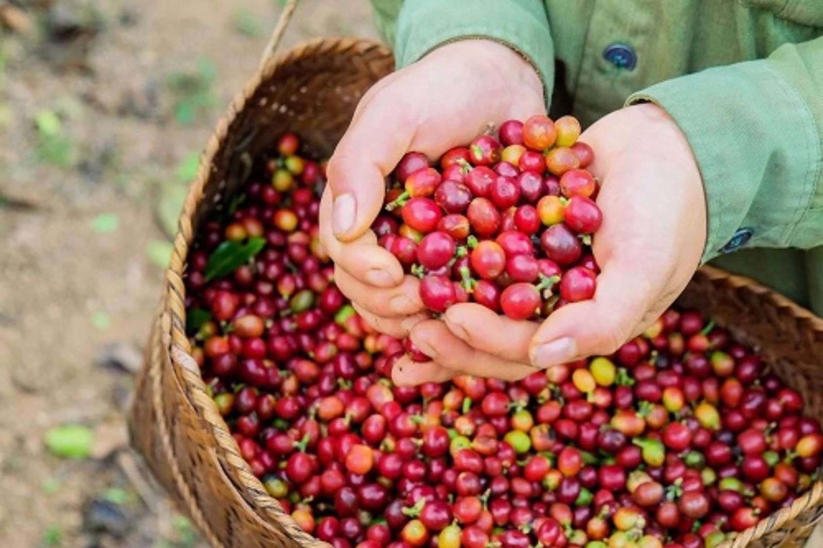 Cà phê được trồng nhiều tại Khe Sanh