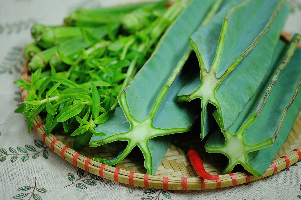 Xương rồng thường mọc tại các vùng đất cát ven biển Quảng Bình