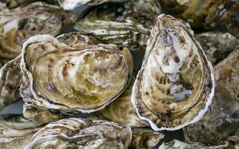 Hàu Quảng Bình nổi tiếng ngọt, béo hơn so với các vùng khác 
