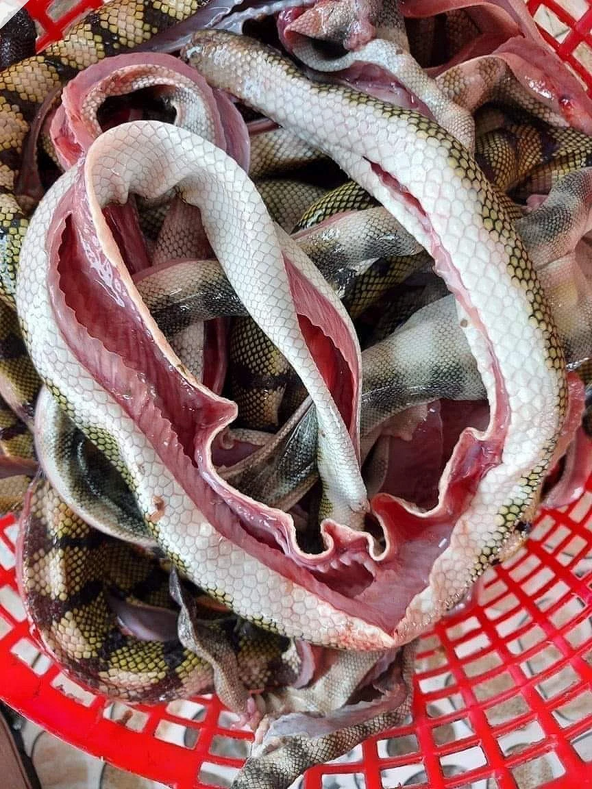 Đẻn biển còn được gọi là rắn biển