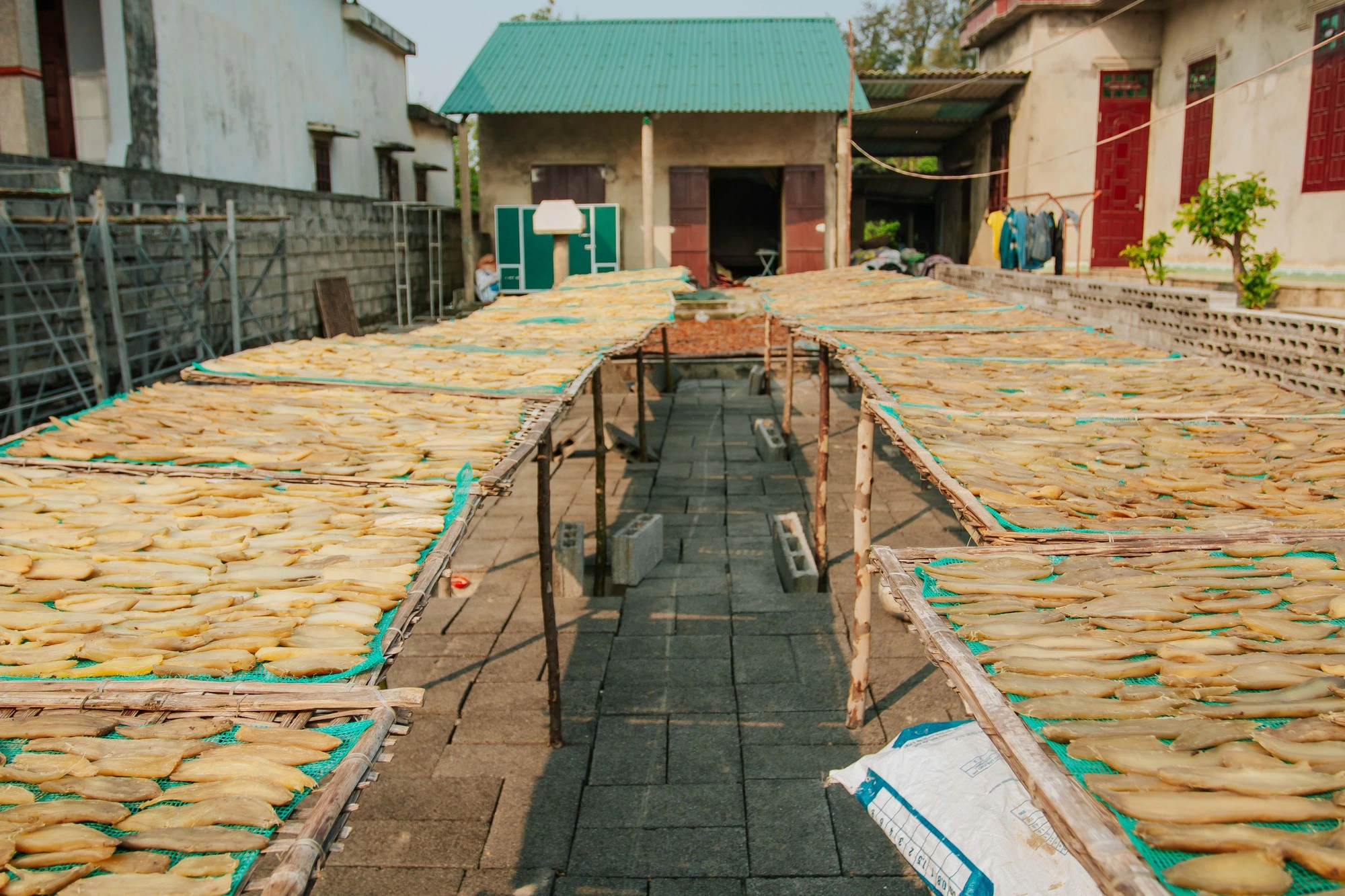 Khoai được phơi dưới nắng gắt trong 10-12 ngày