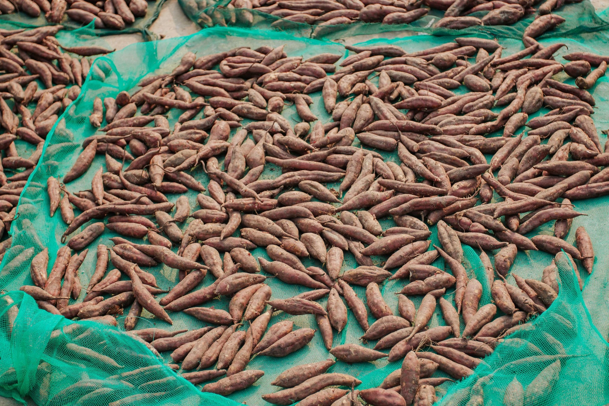 Khoai được thu hoạch về sẽ được bảo quản một thời gian trước khi chế biến