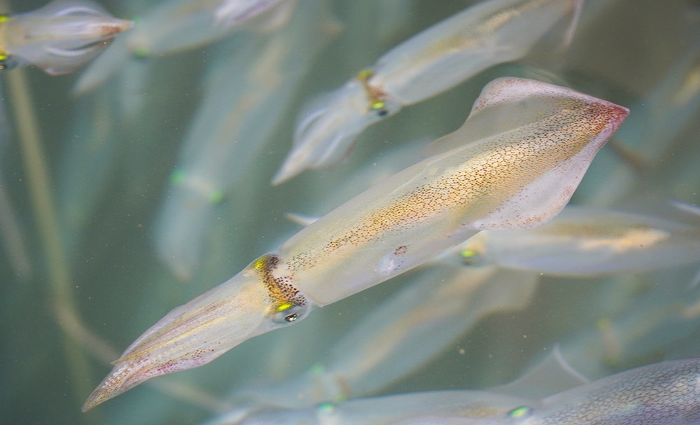 Mực nhảy Quảng Bình nổi tiếng về độ ngọt, giòn, hấp dẫn