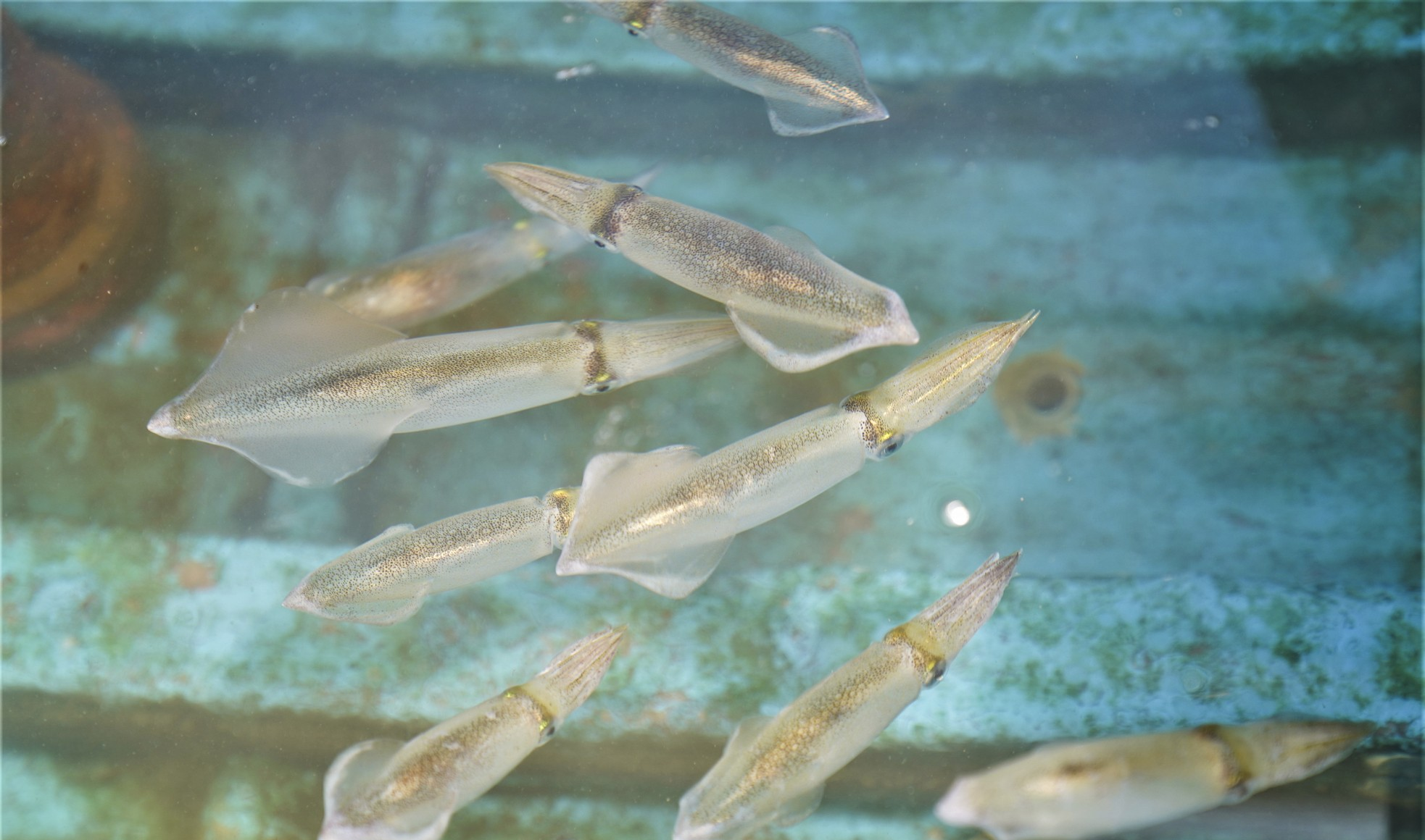 Mực nhảy là mực vẫn còn sống, bên ngoài trong suốt lấp lánh đẹp mắt