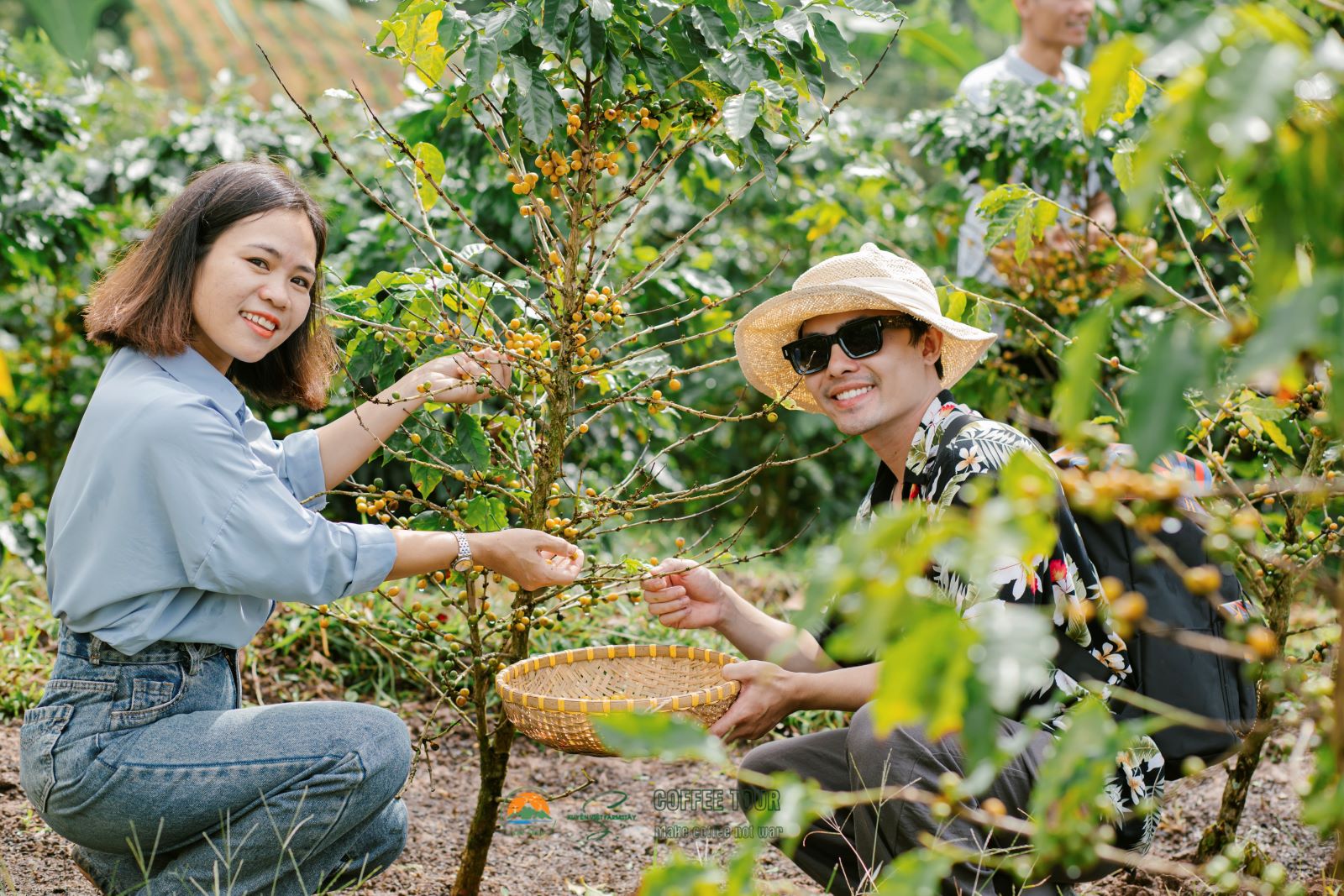 Khe Sanh ngày nay xanh mát bởi những hàng cà phê tươi tốt