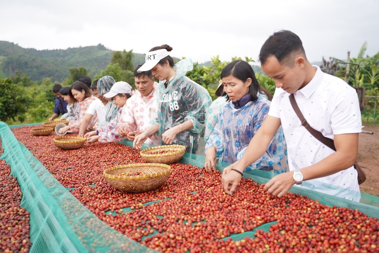 Cà phê tại Khe Sanh chủ yếu là giống cà phê Arabica Catimor